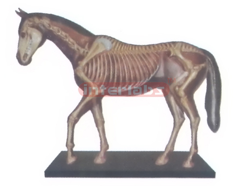 HORSE SKELETON MODEL WITH VERTICAL STAND